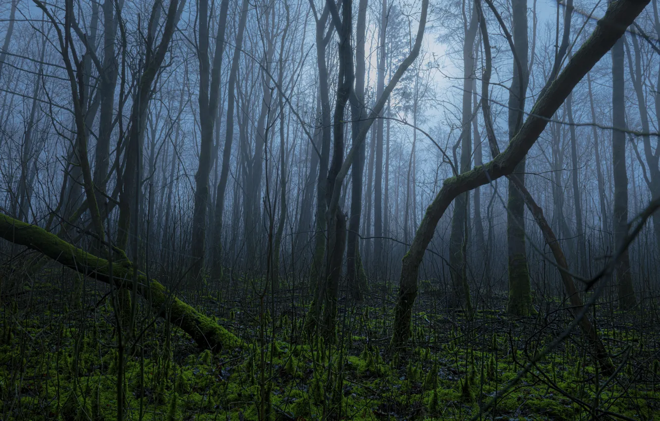 Photo wallpaper forest, trees, nature, fog, morning, Karsten Behrendt