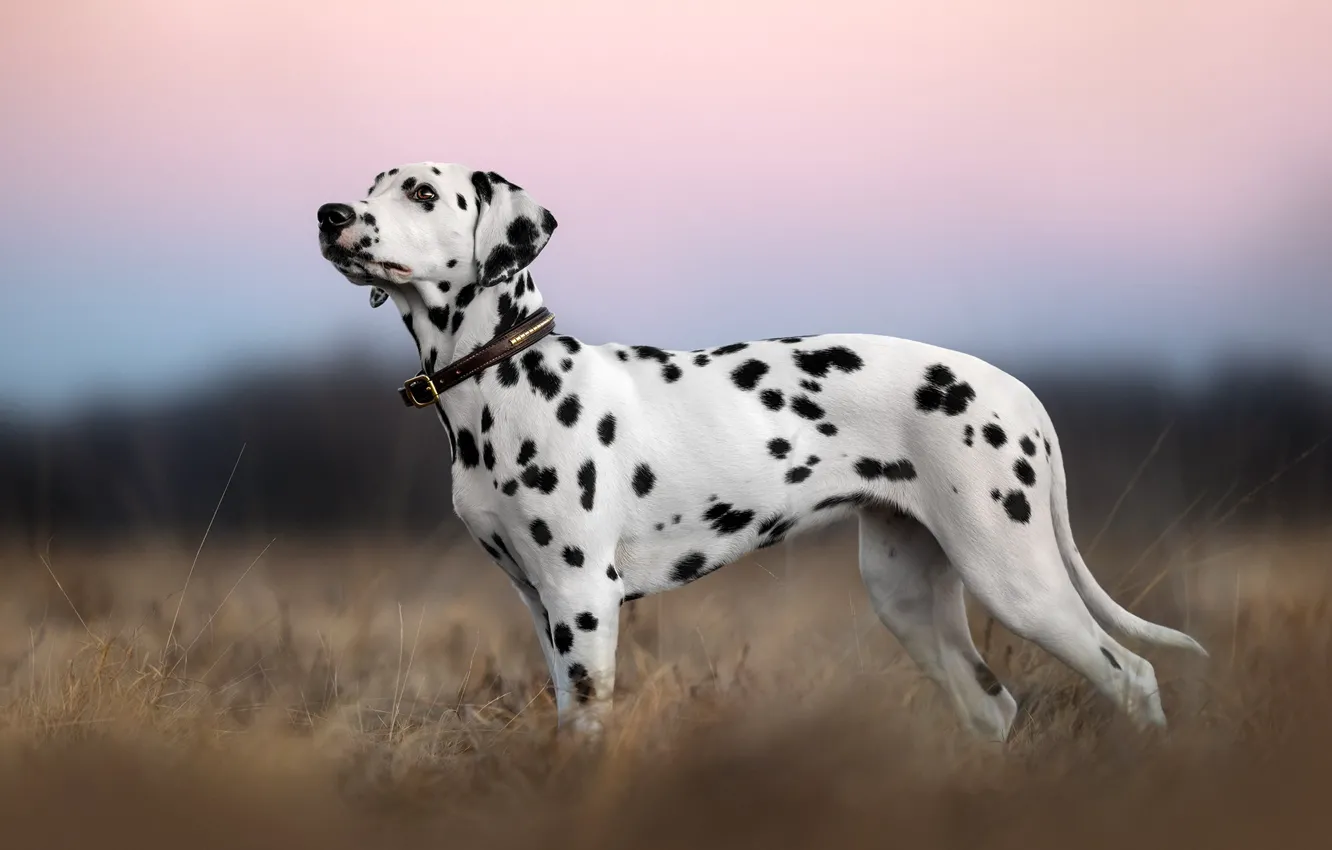 Photo wallpaper nature, dog, puppy, Dalmatians