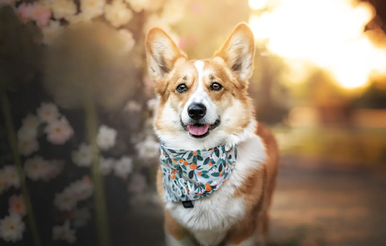 Photo wallpaper dog, shawl, Corgi