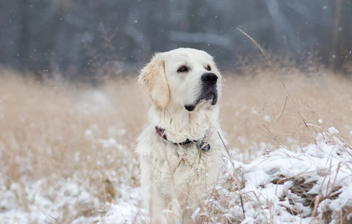 Photo wallpaper winter, snow, nature, portrait, dog, white, Retriever