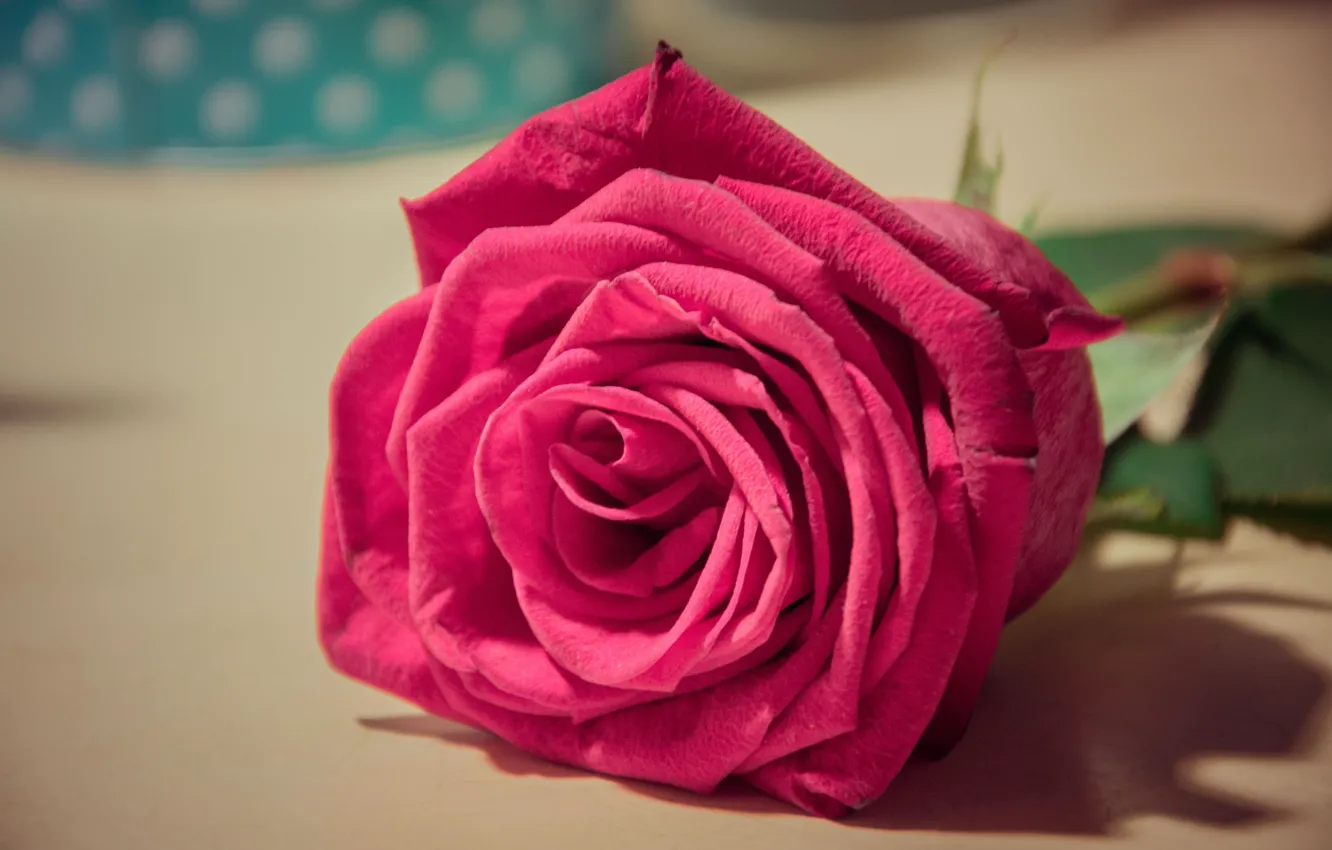 Photo wallpaper flower, table, pink, rose, lies