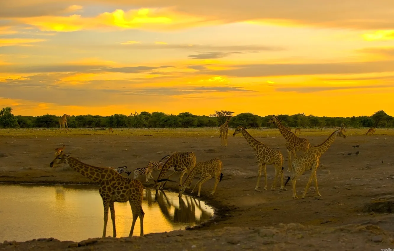 Photo wallpaper giraffe, Africa, drink, the herd