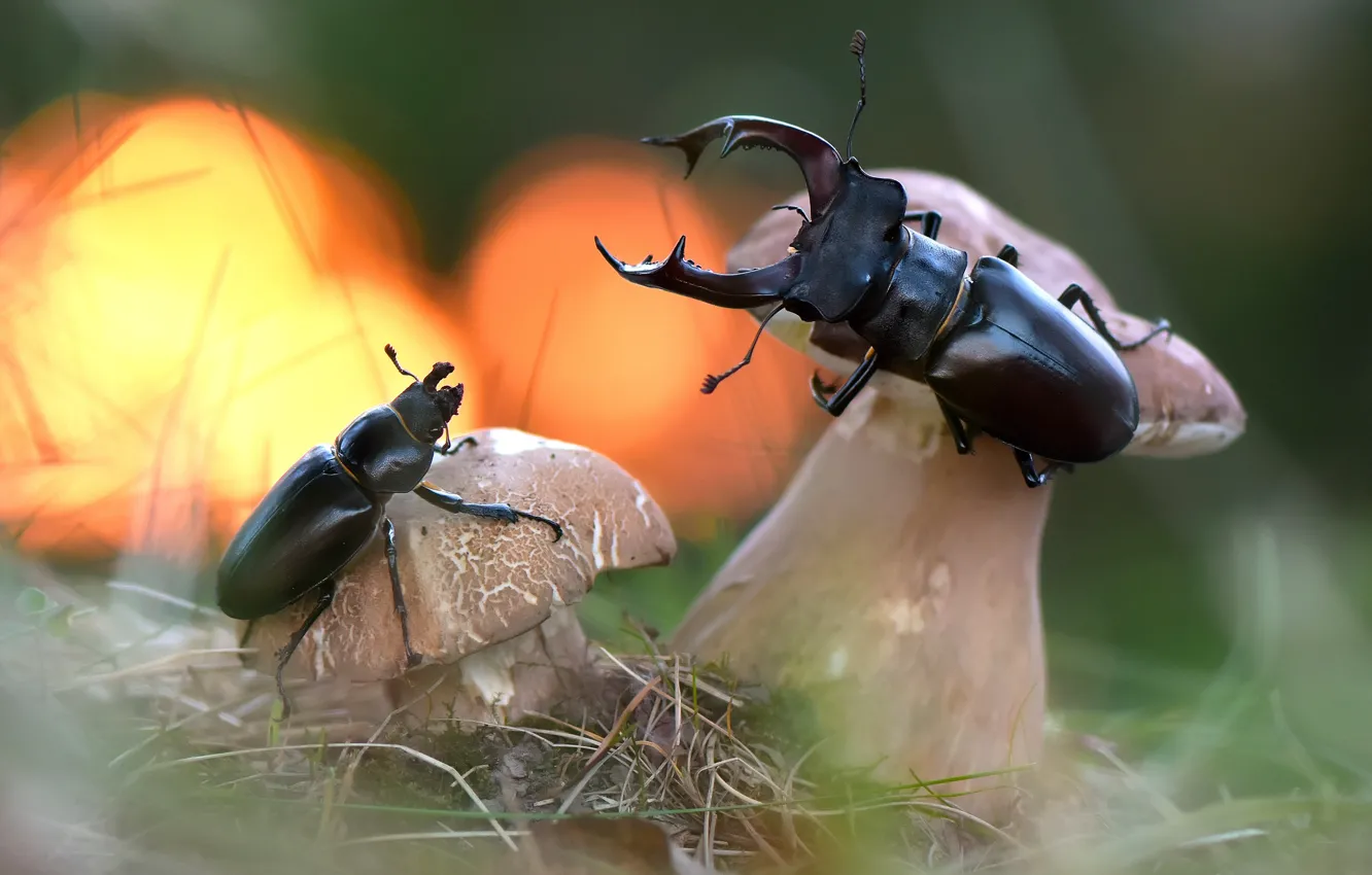 Photo wallpaper grass, macro, nature, mushrooms, bugs, Alexey Makeev