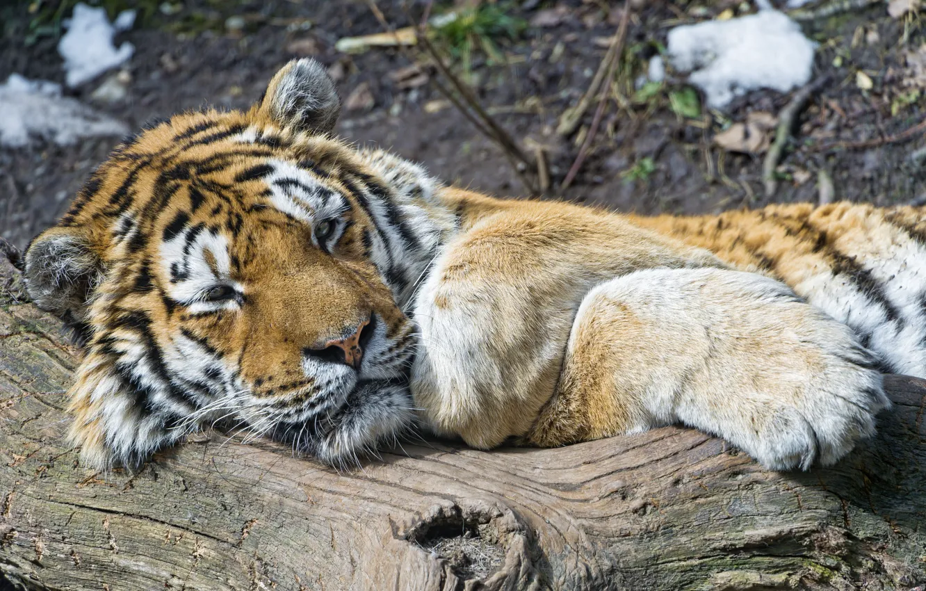 Photo wallpaper cat, tiger, stay, log, the Amur tiger, ©Tambako The Jaguar