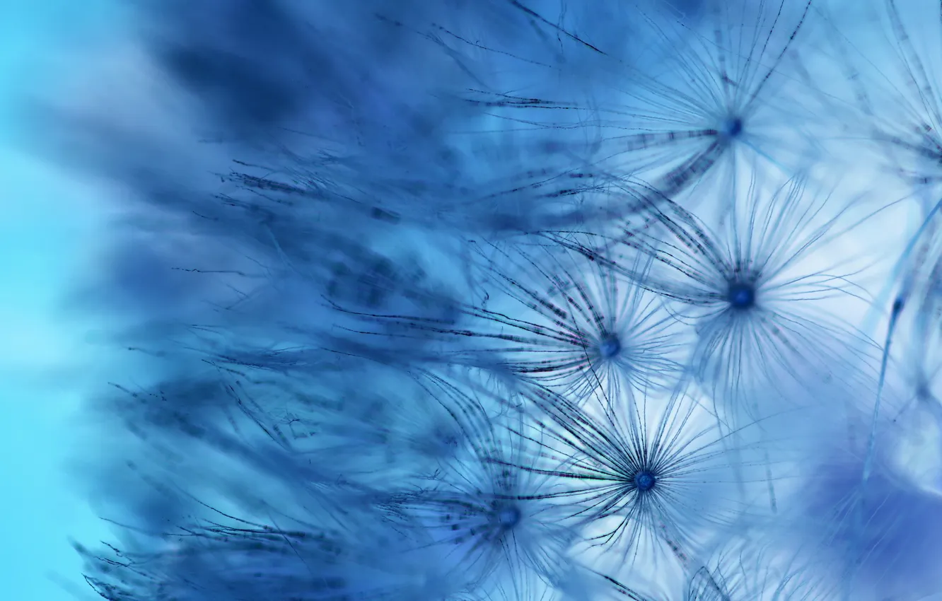 Photo wallpaper macro, flowers, color