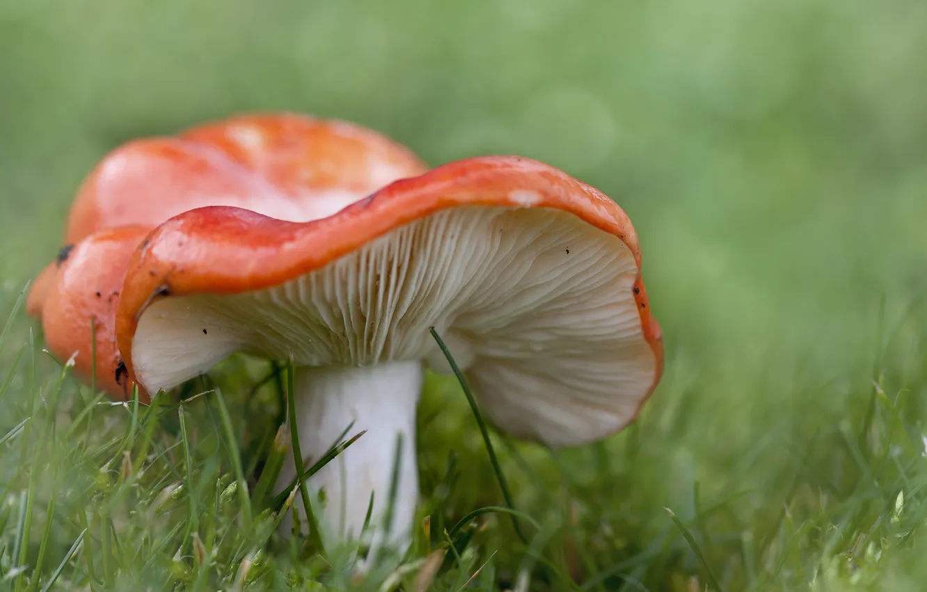 Photo wallpaper grass, macro, mushrooms, hat, bokeh, Russula