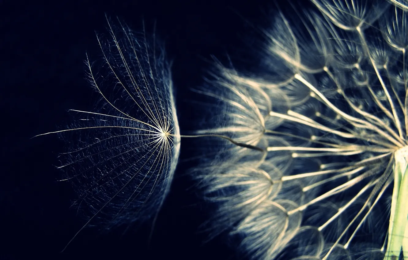 Photo wallpaper macro, flowers, background, dandelion, fluff, dark blue, semachko