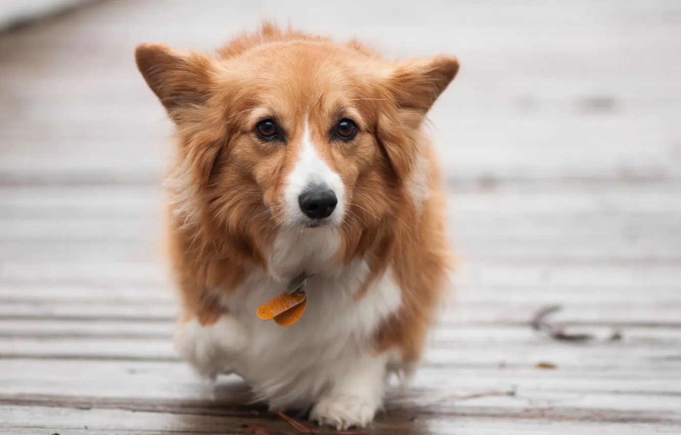 Photo wallpaper look, each, dog