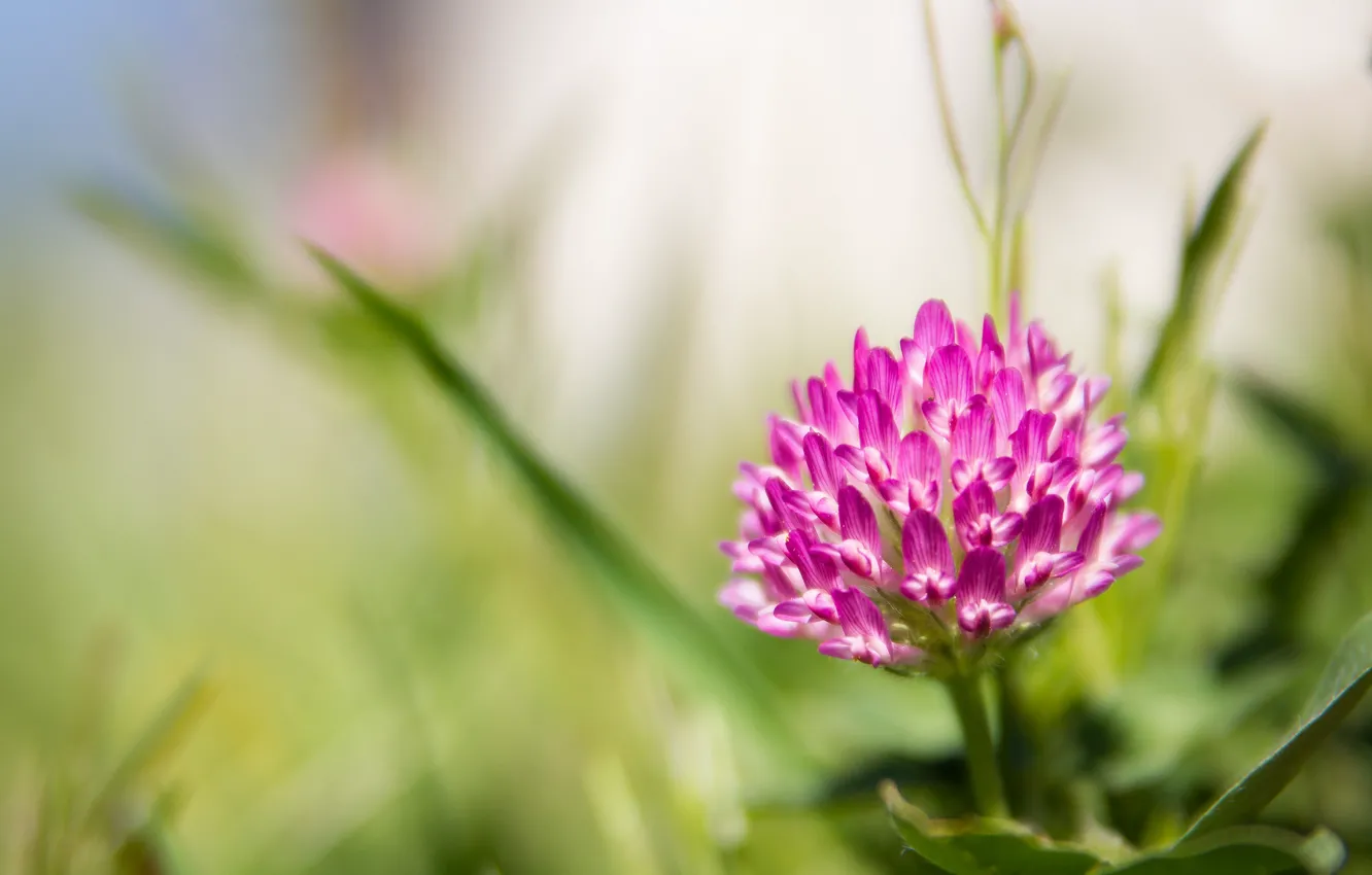 Photo wallpaper flowers, background, clover, pink