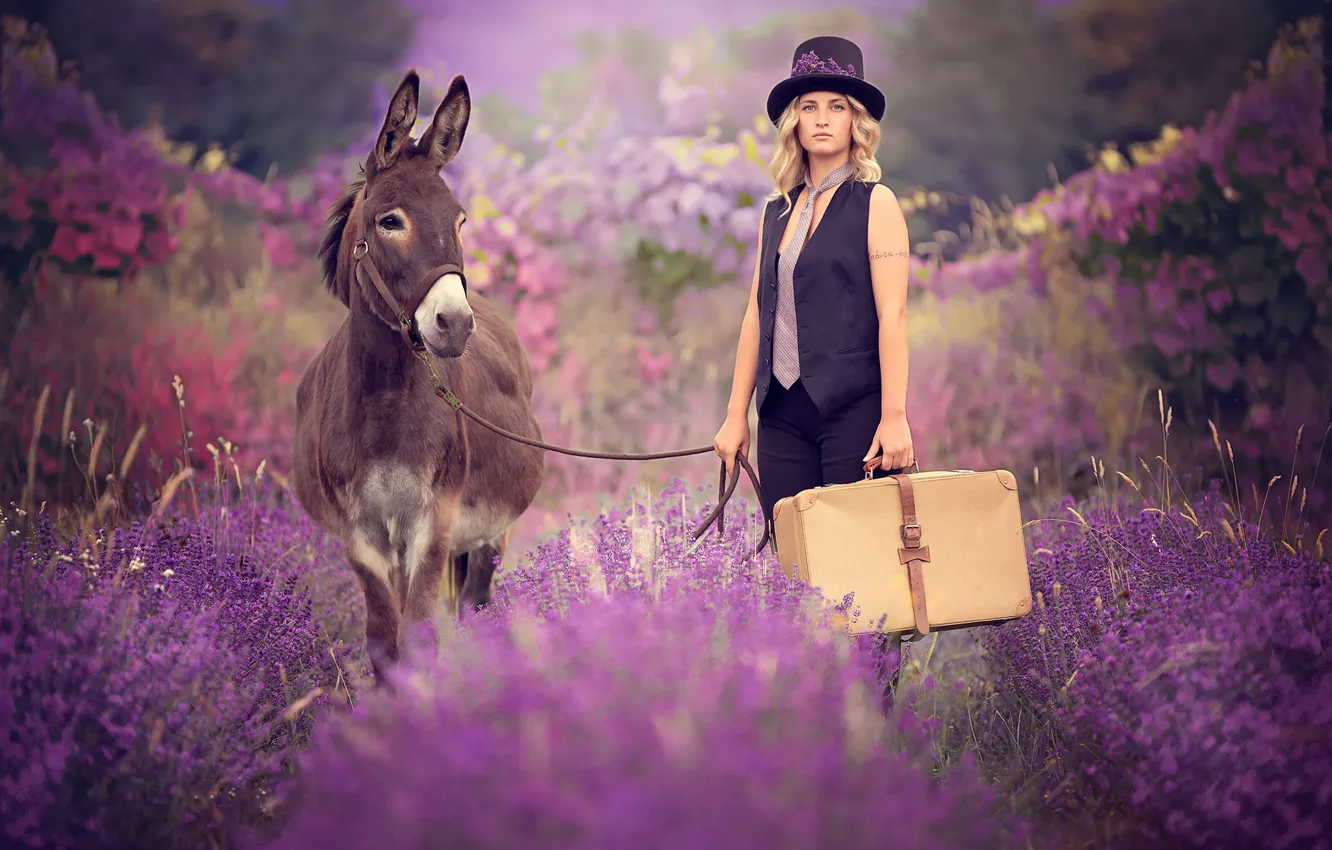 Photo wallpaper girl, flowers, hat, suitcase, donkeys, Ass, donkey