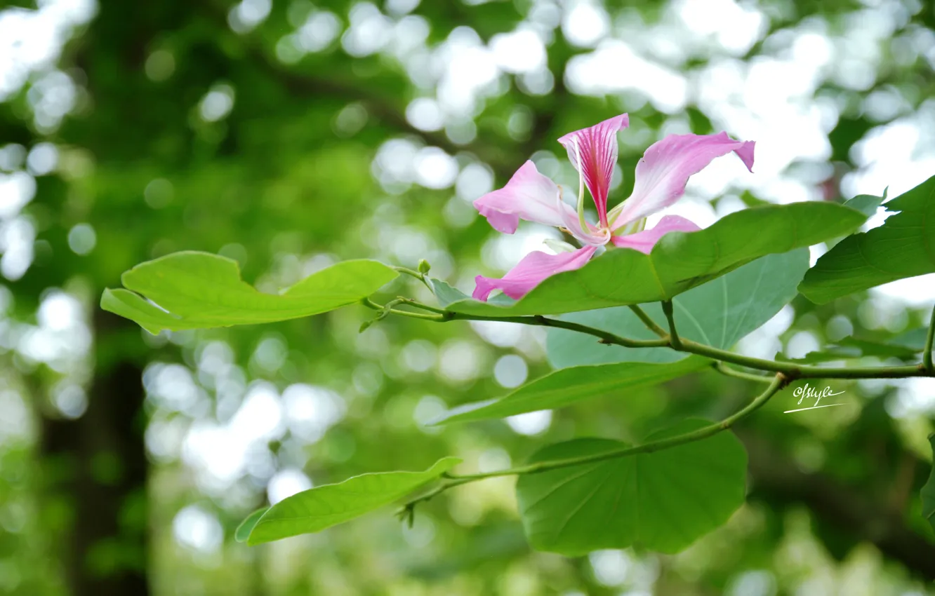 Photo wallpaper flower, retro, Clover, vingtage