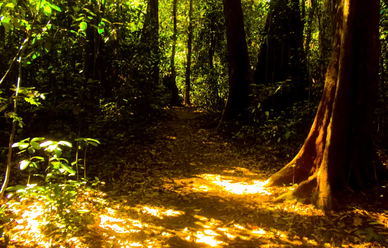 Photo wallpaper green, forest, tree, sun, India, Kerala