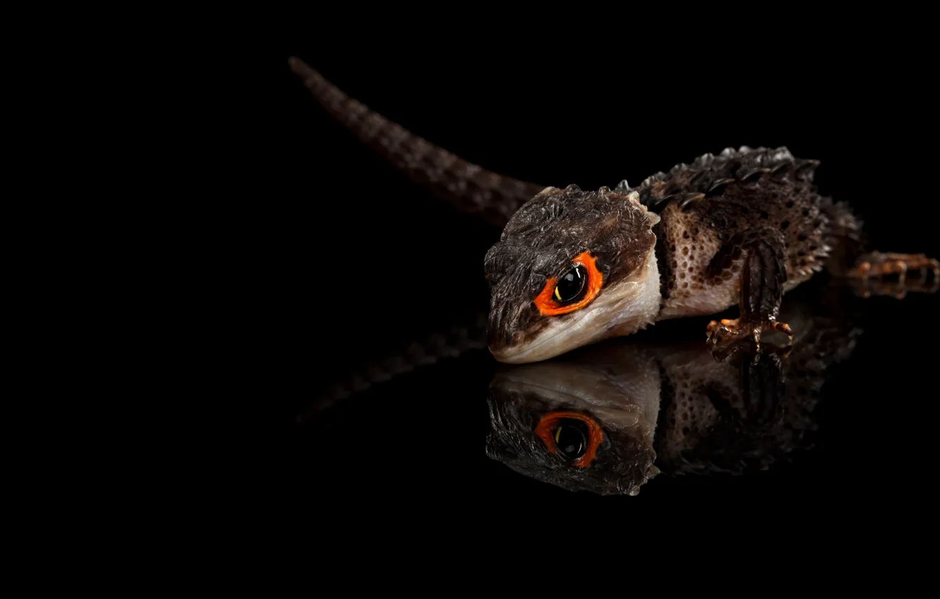 Photo wallpaper look, reflection, reptile, tail, lizard, black background, crocodile skink, slender tribolonotus