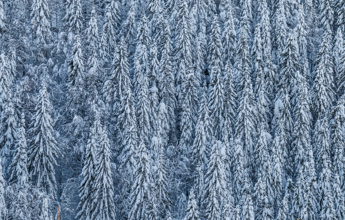Photo wallpaper snow, trees, coniferous