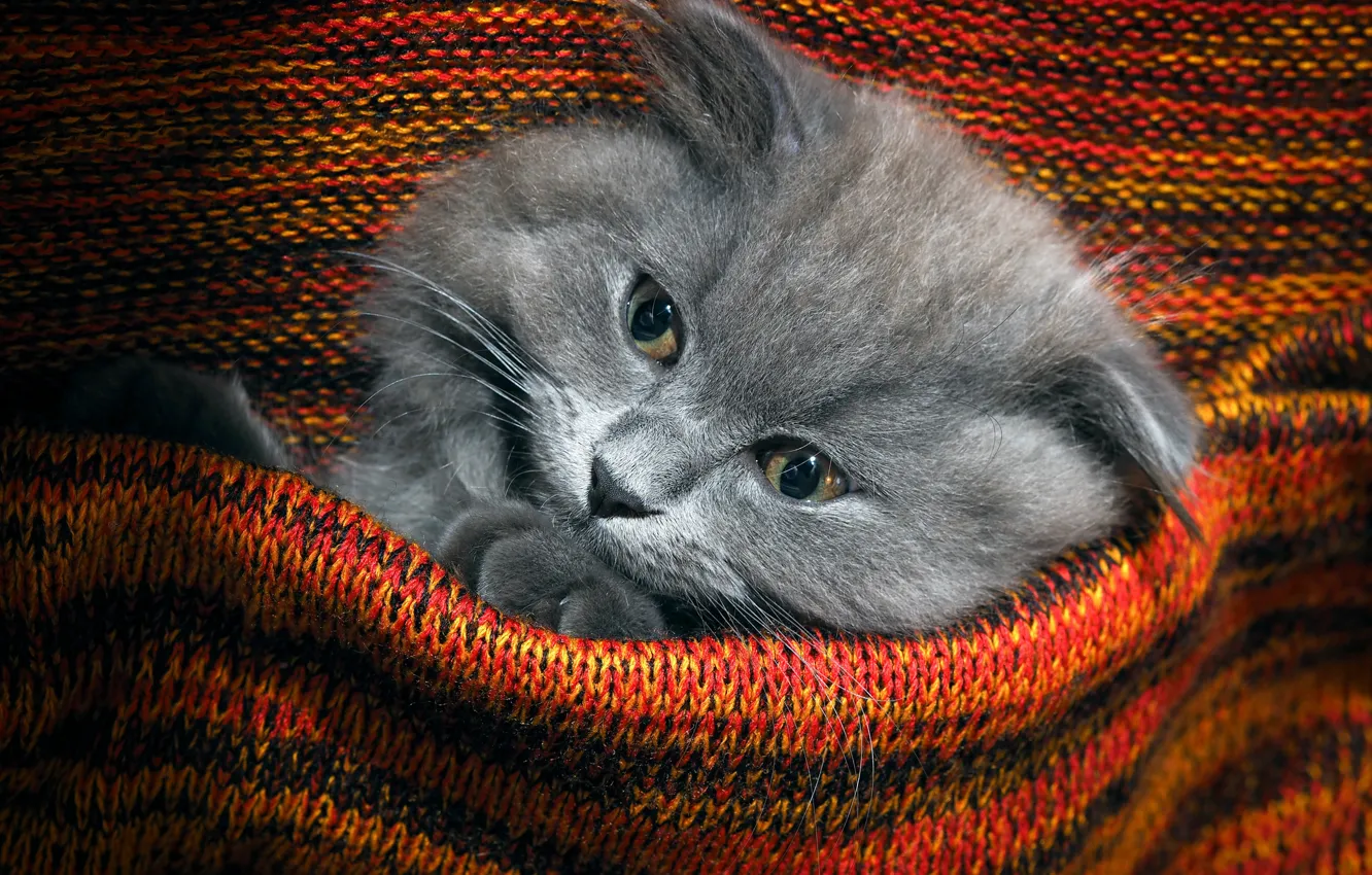Photo wallpaper cat, cat, plaid, face