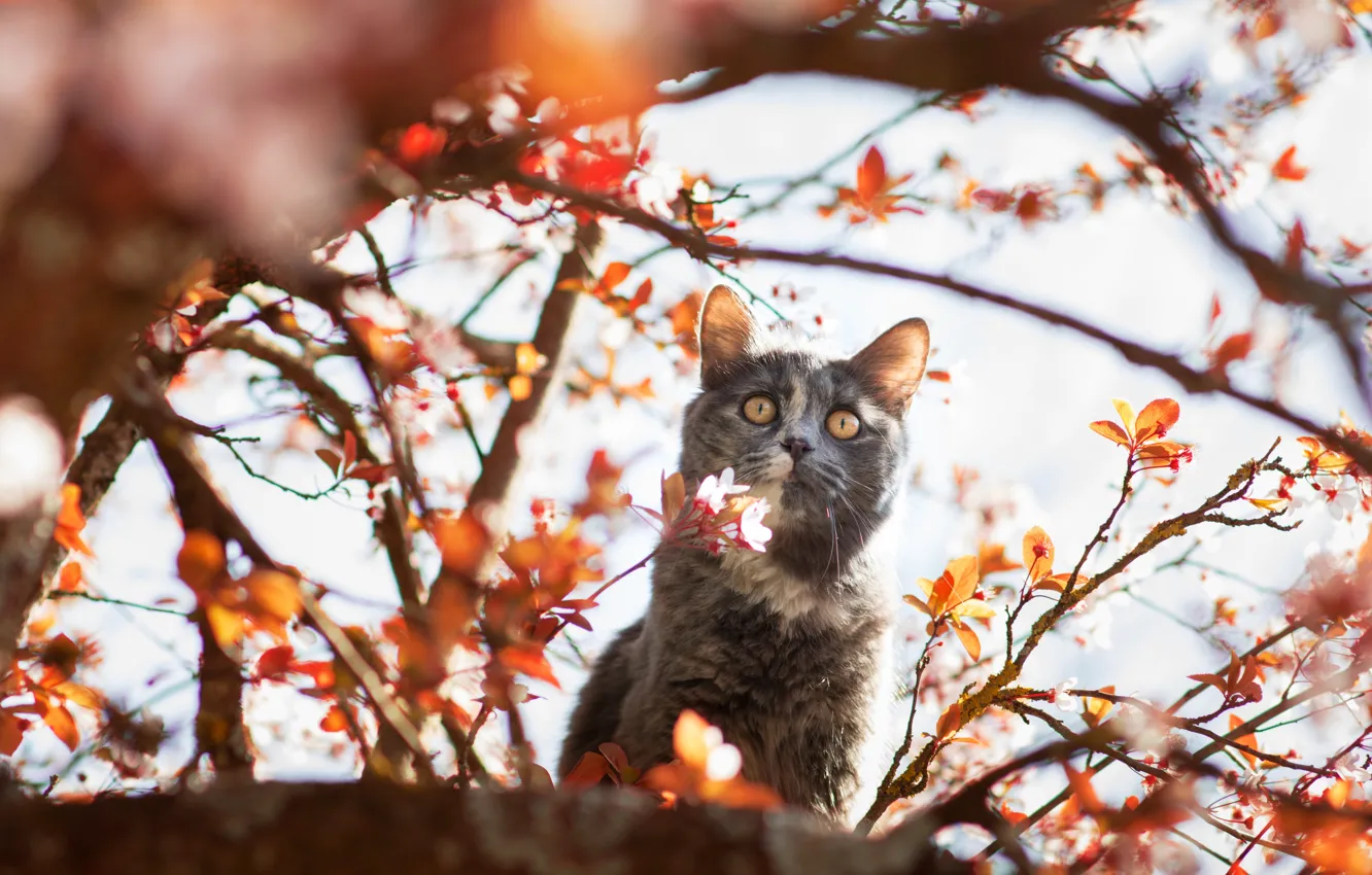 Photo wallpaper cat, cat, look, light, trees, flowers, branches, pose