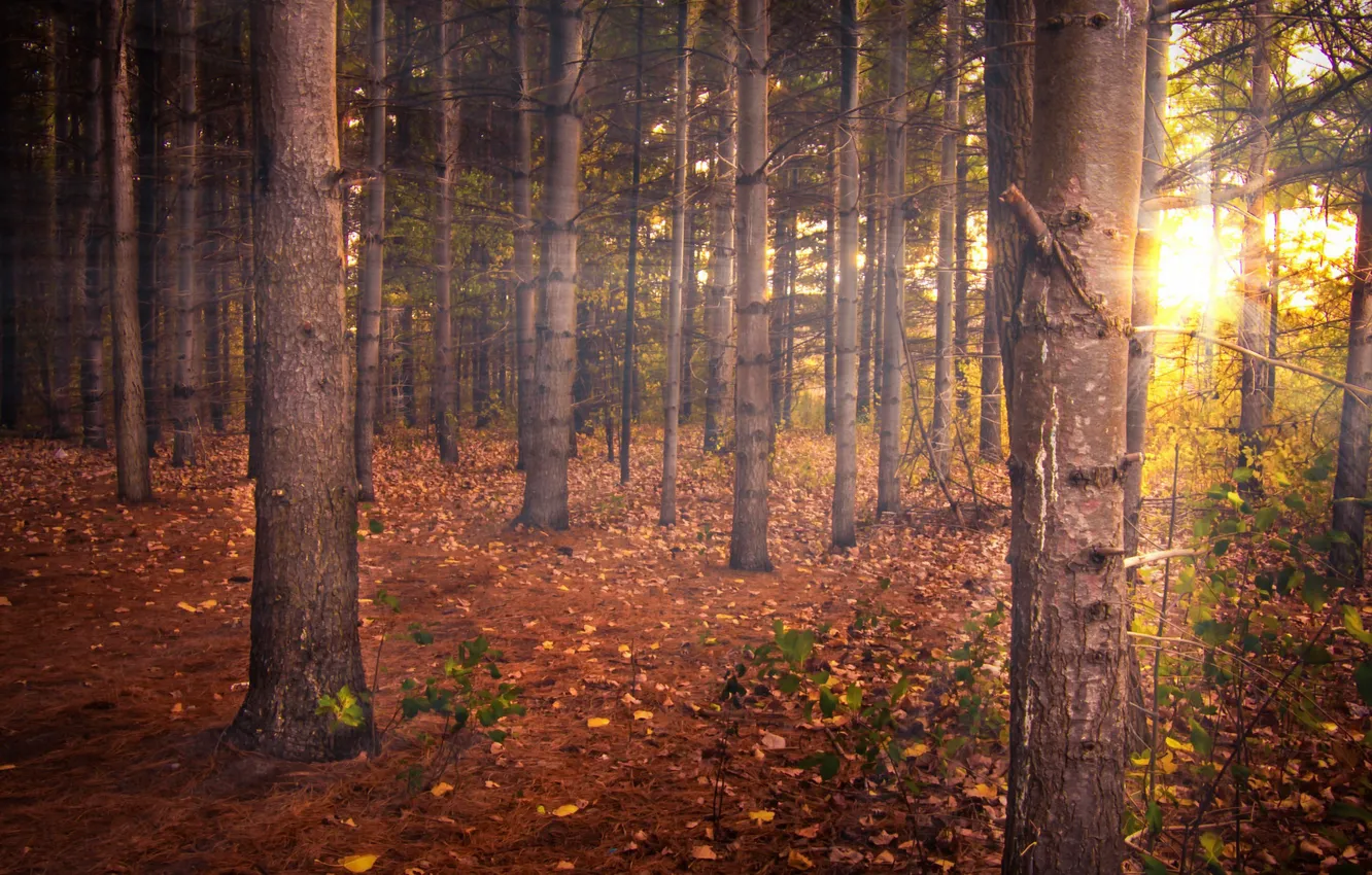 Photo wallpaper autumn, forest, nature