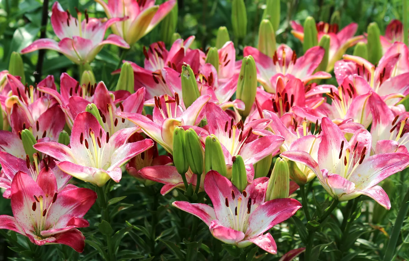 Photo wallpaper summer, Lily, pink, buds, motley