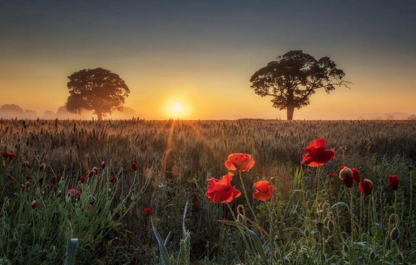 Photo wallpaper field, summer, the sun, trees, sunset, flowers, red, Maki