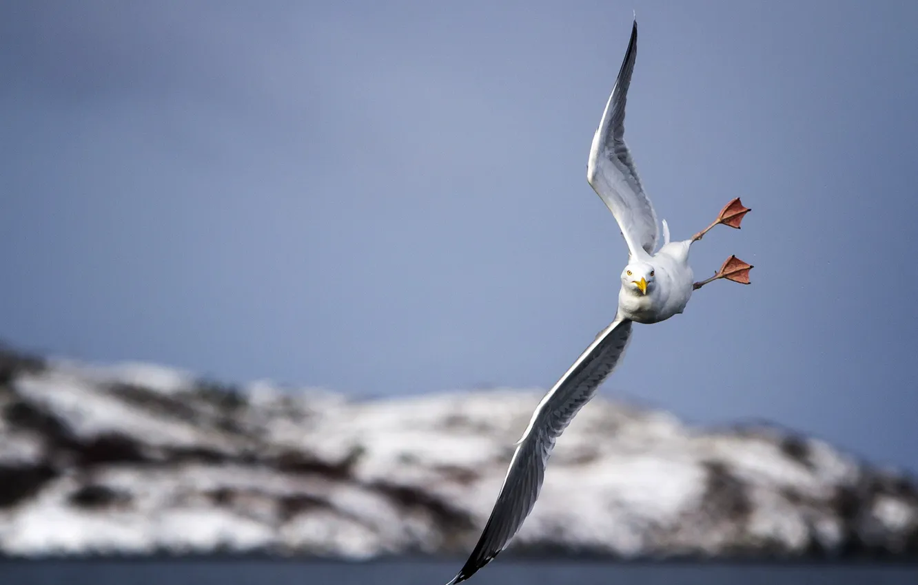 Photo wallpaper flight, bird, seagulls