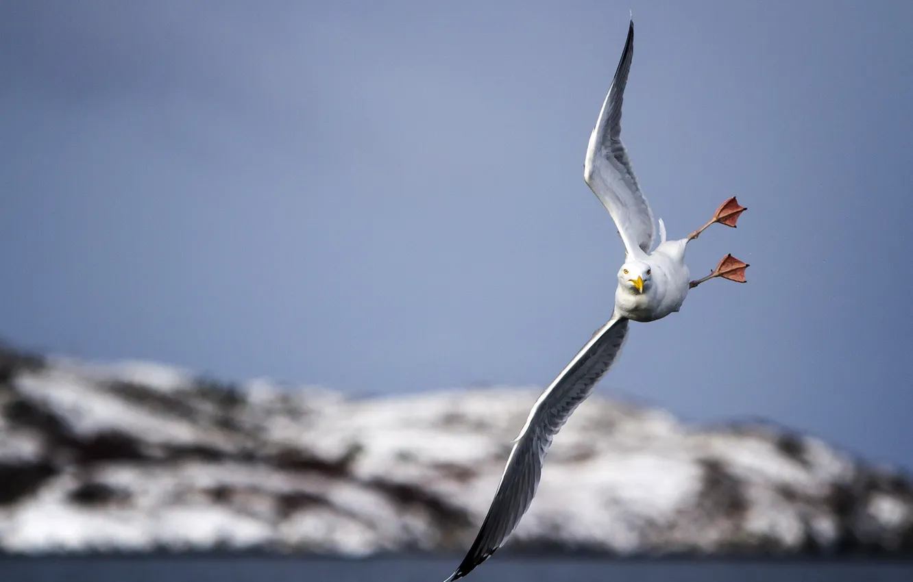 Photo wallpaper bird, Seagull, flight