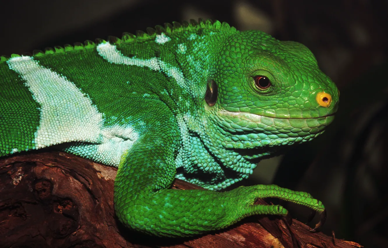 Photo wallpaper eyes, legs, green, iguana, reptile