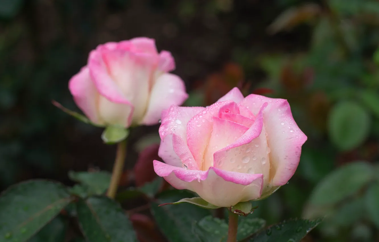 Photo wallpaper drops, roses, petals, buds, bokeh