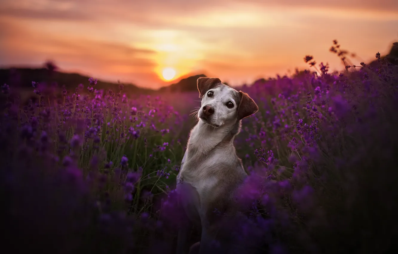Photo wallpaper field, look, sunset, flowers, dog, lavender