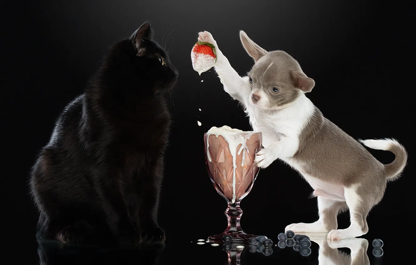 Photo wallpaper cat, cat, background, dog, strawberry, ice cream, puppy, black