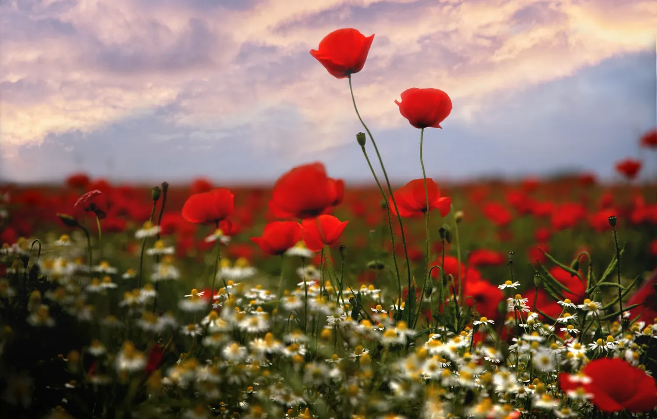 Photo wallpaper field, summer, the sky, clouds, flowers, Maki, chamomile, blur