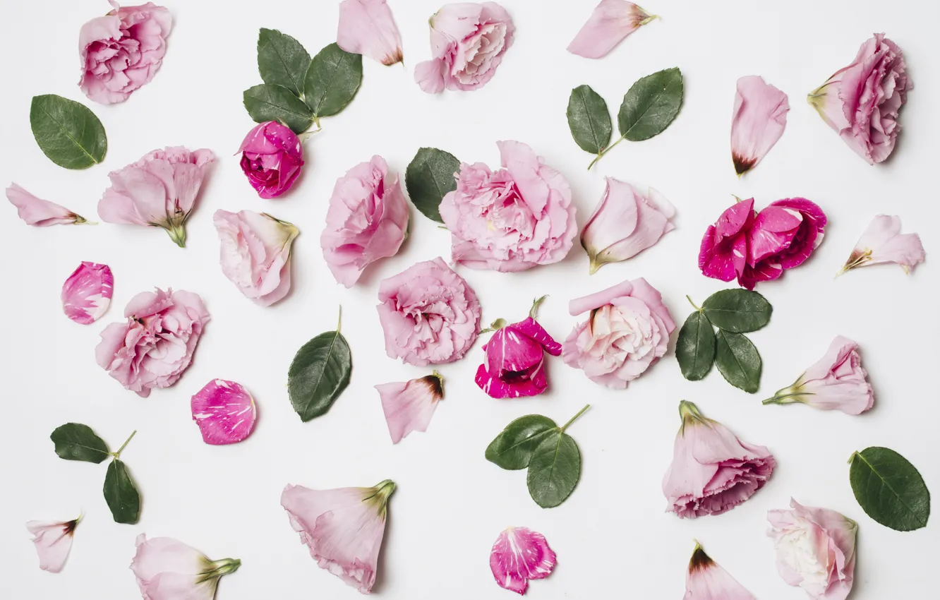 Photo wallpaper white, flowers, background, roses, petals, buds, composition