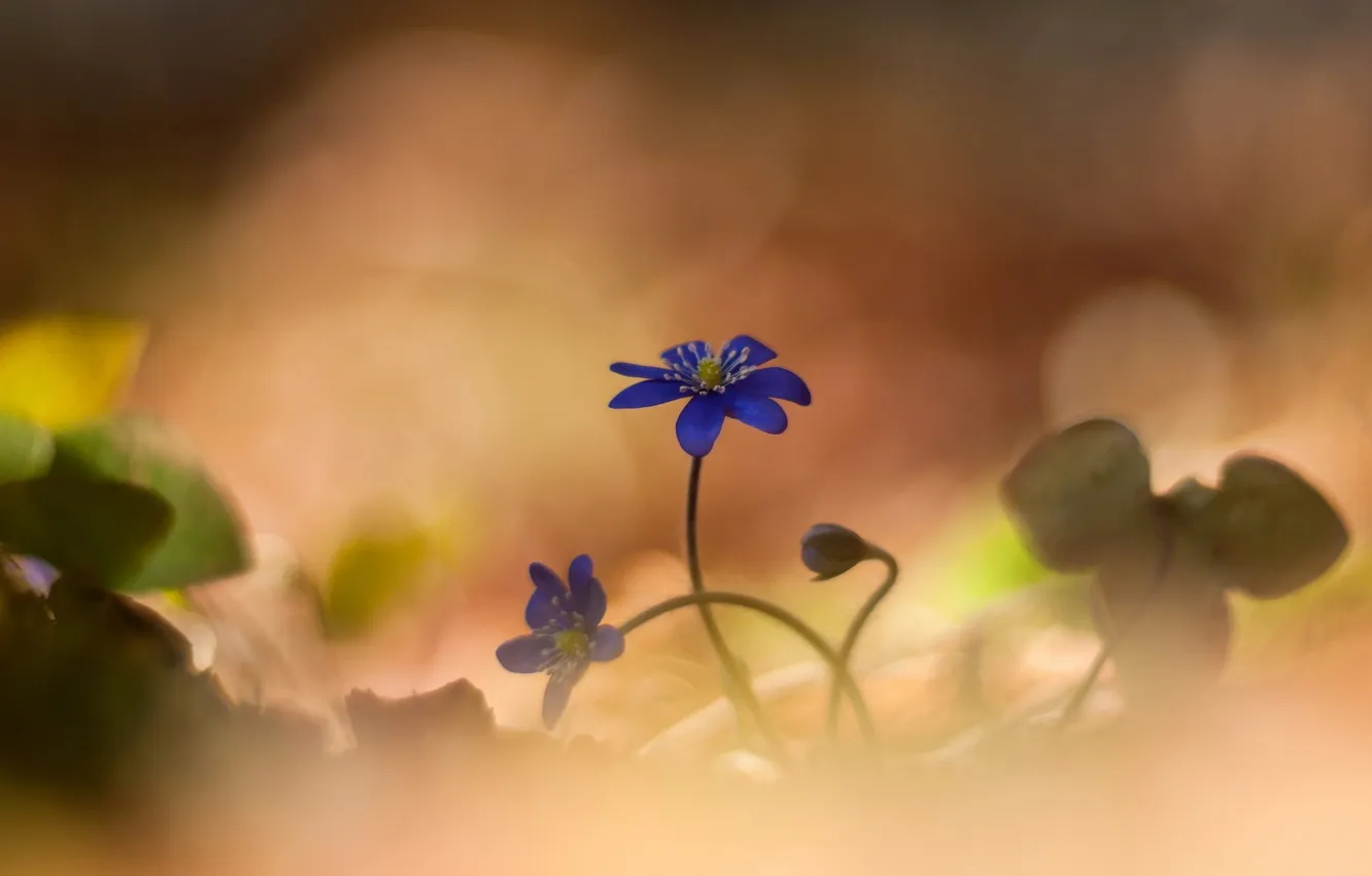 Photo wallpaper macro, flowers, nature