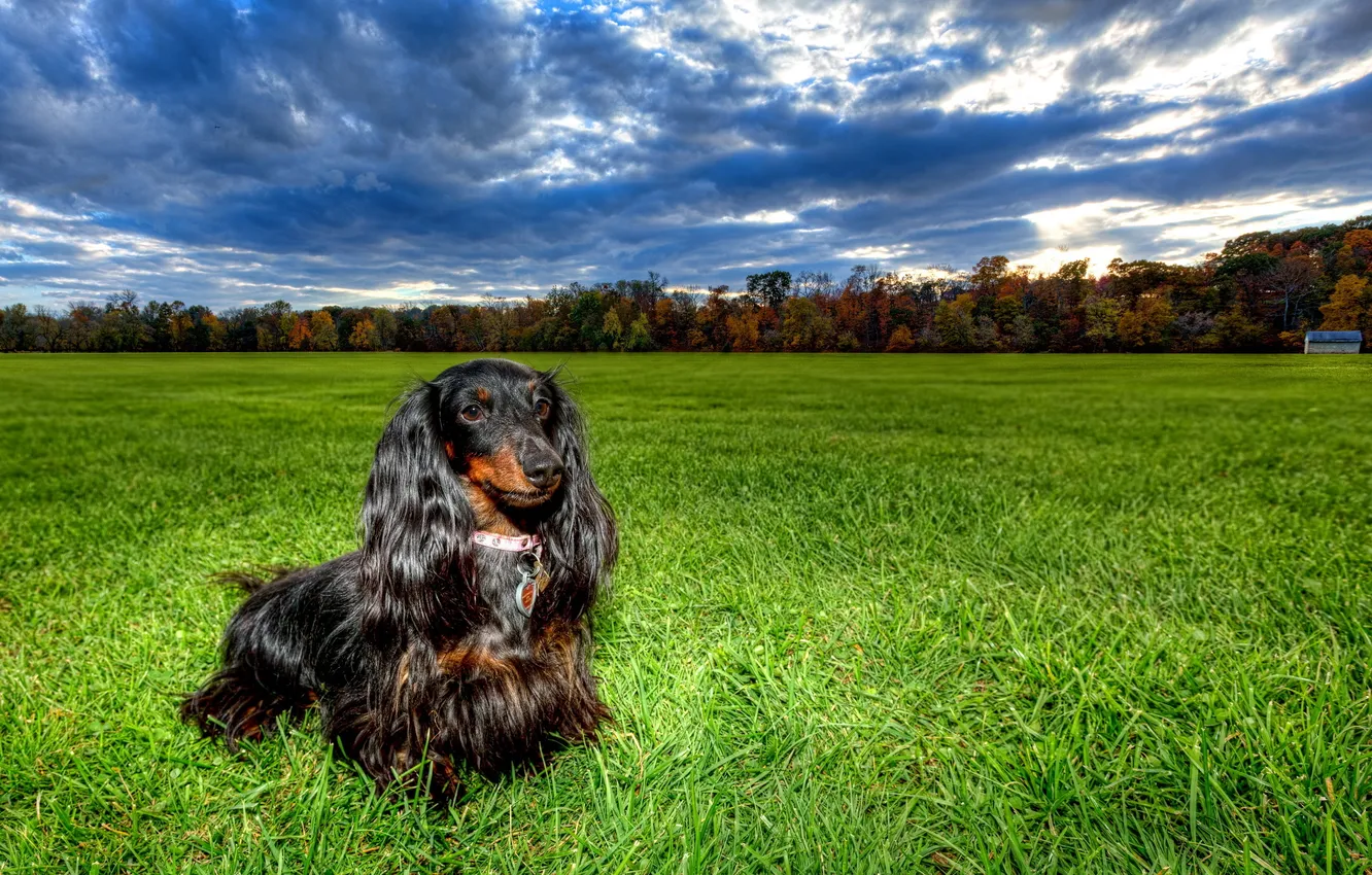 Photo wallpaper field, dog, Dachshunds