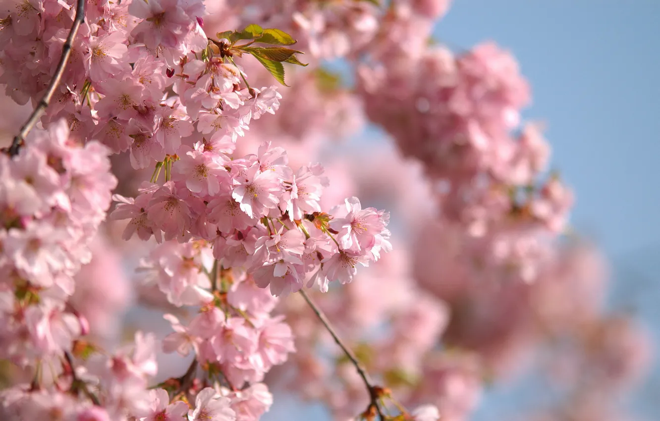 Photo wallpaper flowers, branches, Sakura, pink, flowering