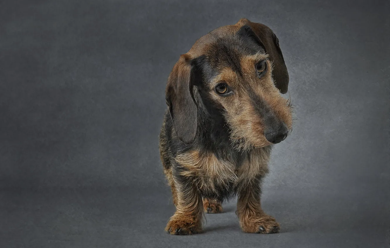 Photo wallpaper look, each, dog, Wirehaired miniature Dachshund