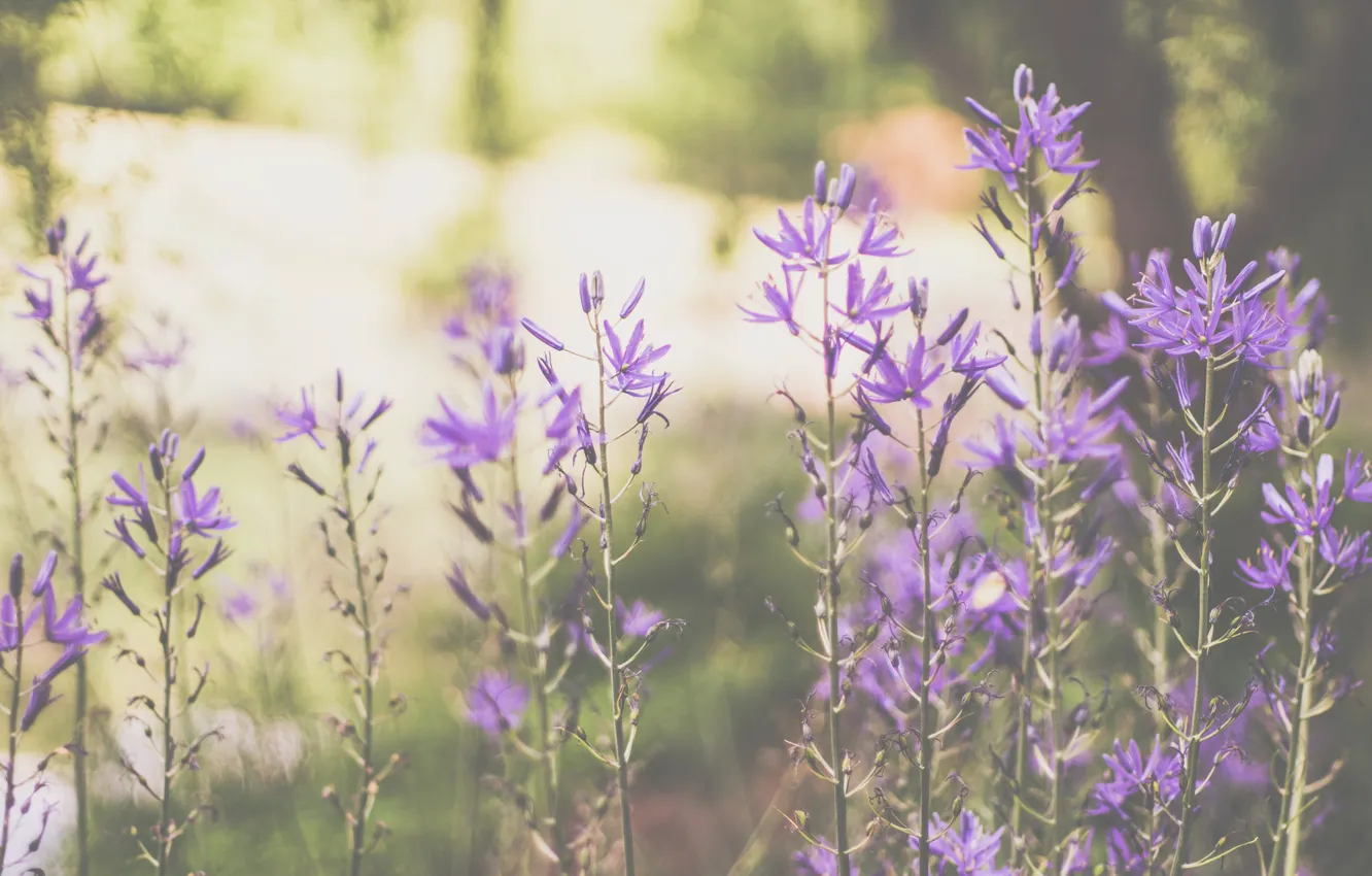 Photo wallpaper trees, flowers, stem, buds, bokeh