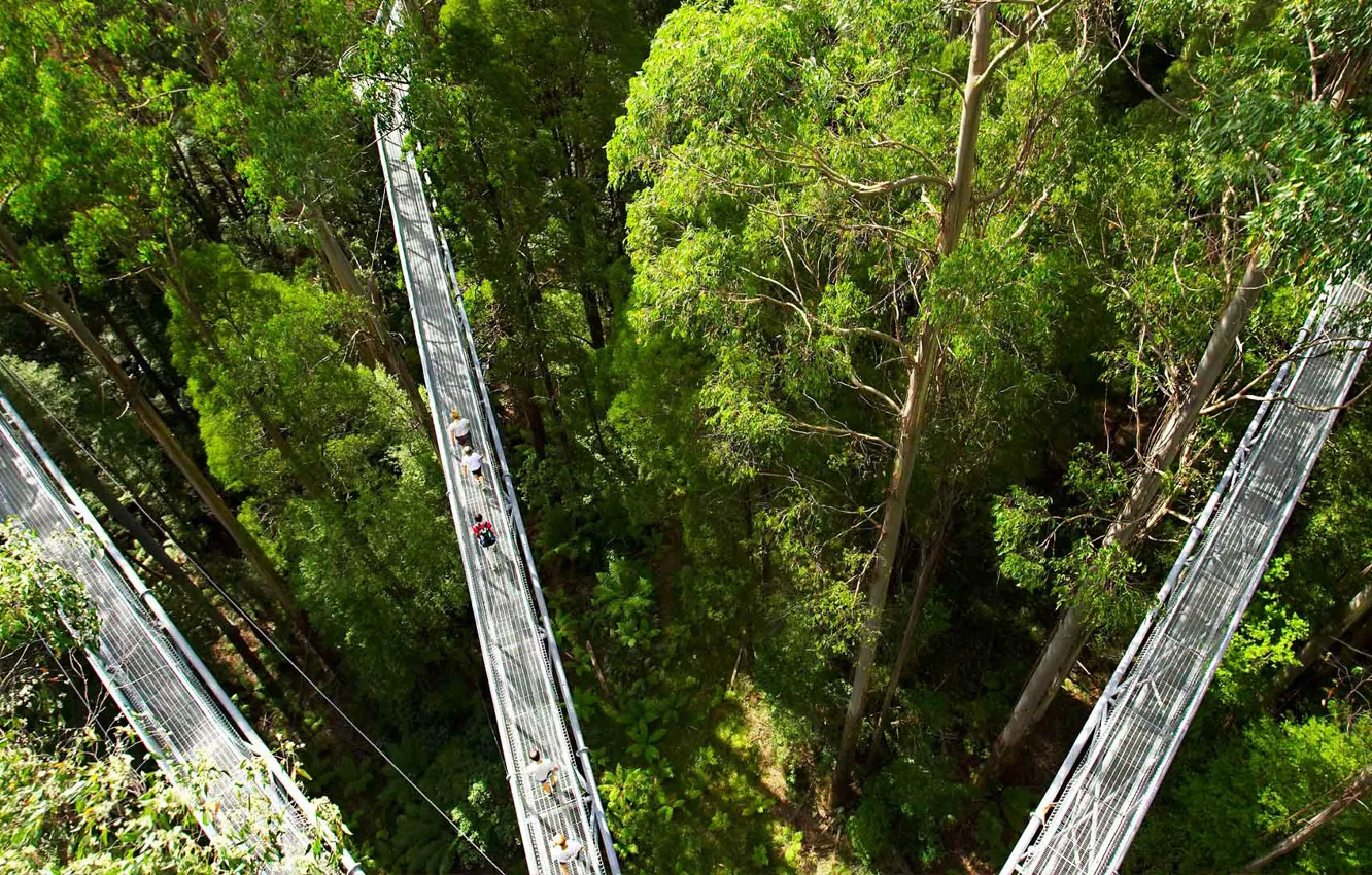 Photo wallpaper Ferguson, Otway Fly Treetop, trees, trail, Australia