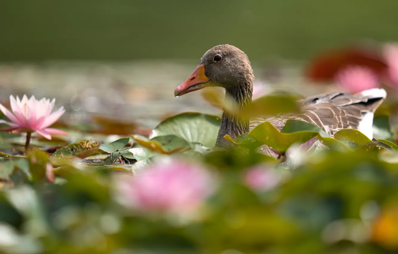 Photo wallpaper flowers, grey, swimming, bokeh, pond, water lilies, bird, pond