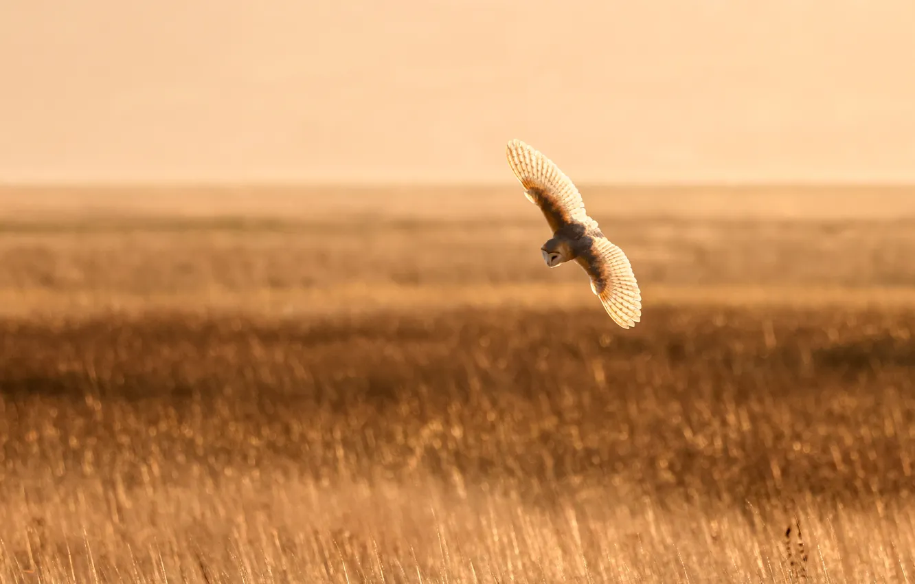 Photo wallpaper Free, Owl, Bird, Field, Birds of Prey, Heather Wilde