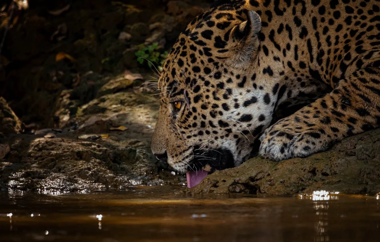 Photo wallpaper face, Jaguar, profile, drink