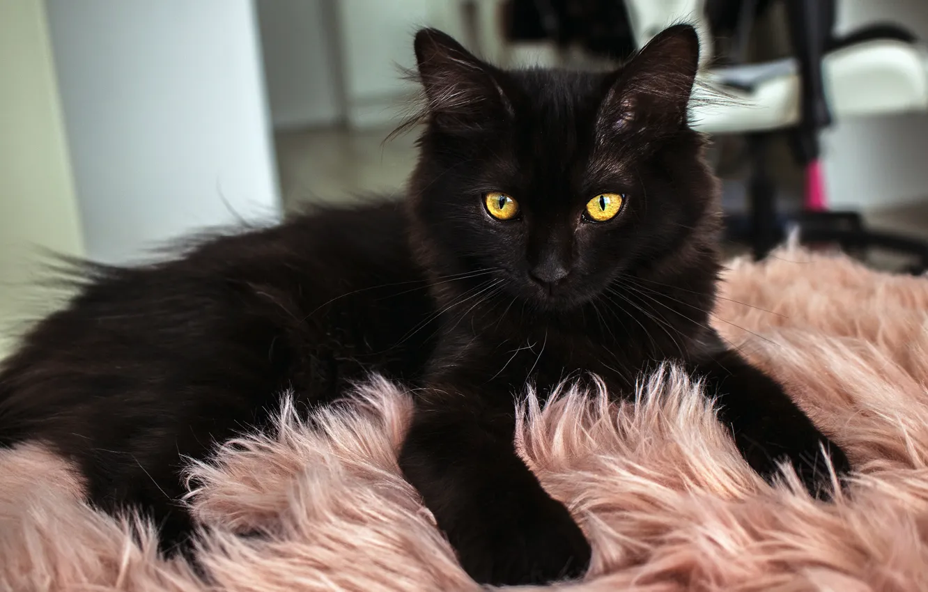 Photo wallpaper cat, cat, look, pose, kitty, black, lies, fur