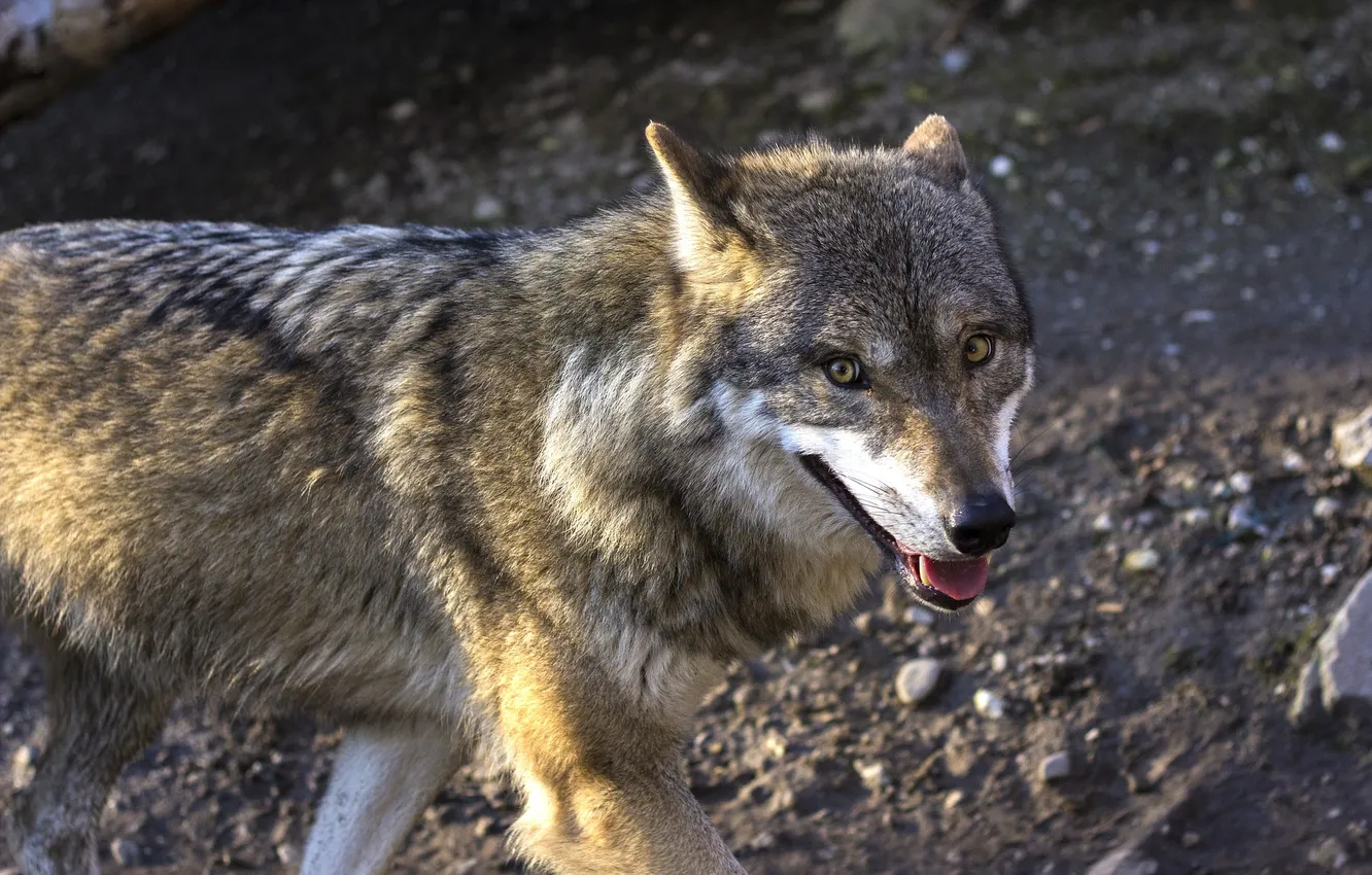 Photo wallpaper fantasy, nature, art, snow, predator, face, animal, wolf