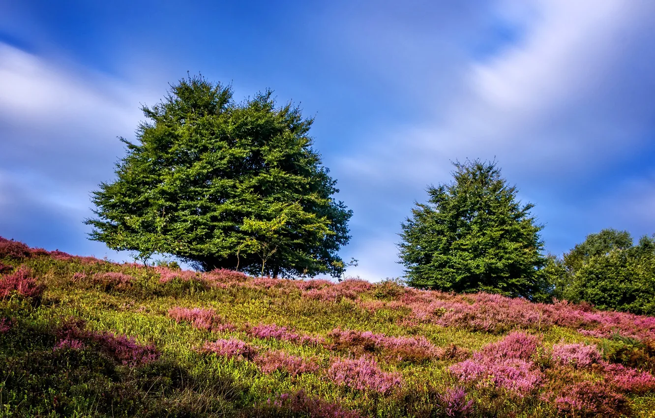 Photo wallpaper greens, summer, the sky, grass, the sun, clouds, trees, hills