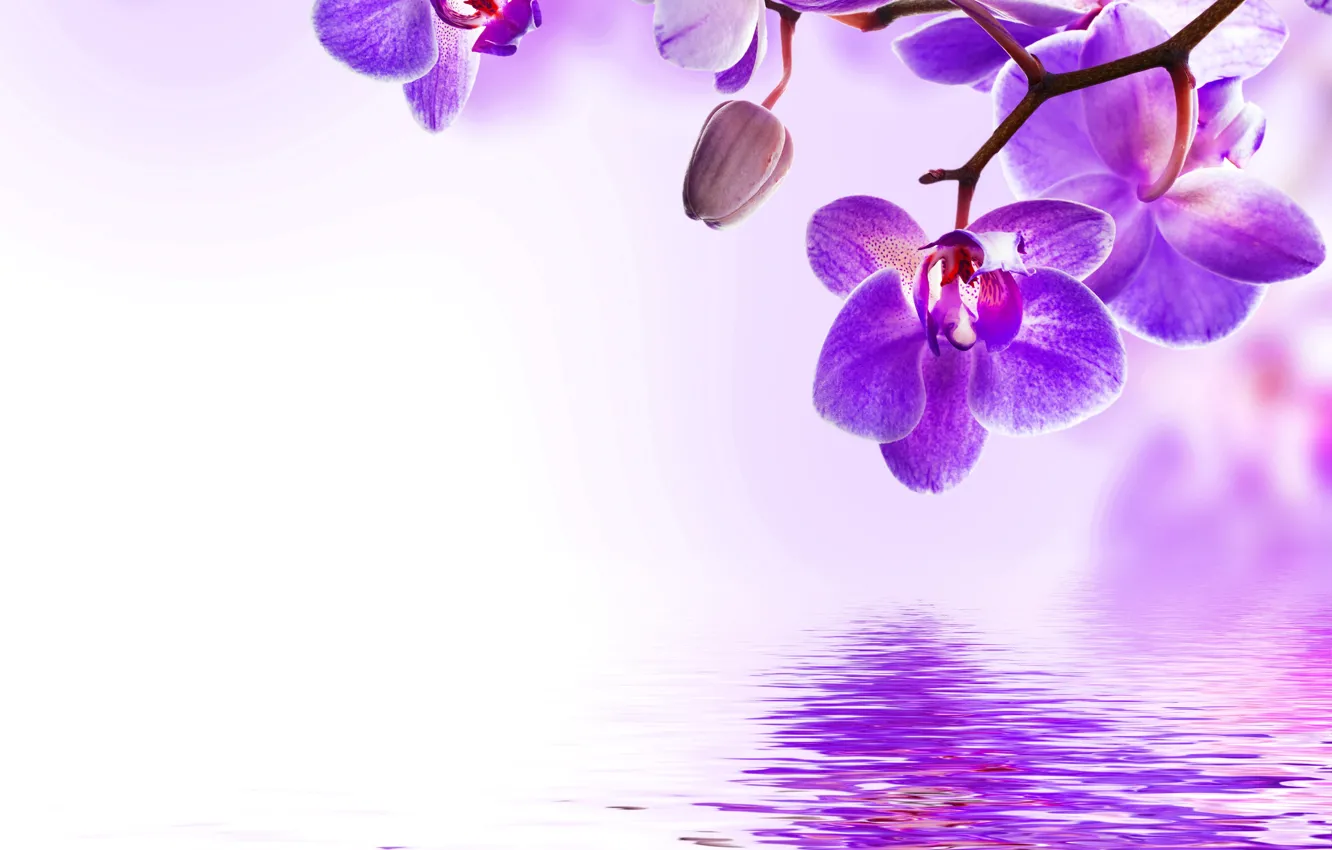 Photo wallpaper water, flowers, flowering, Orchid, water, flowers, beautiful, orchid, purple, reflection