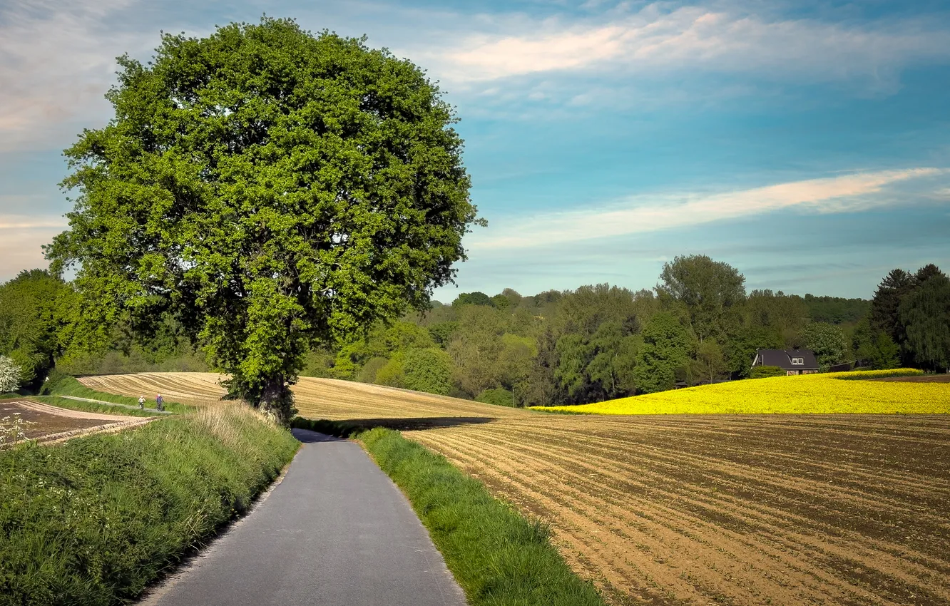 Photo wallpaper road, field, tree