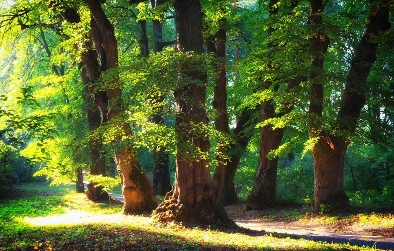 Photo wallpaper forest, summer, trees, nature, Sunny day, nature nature, nature green style, landscape nature