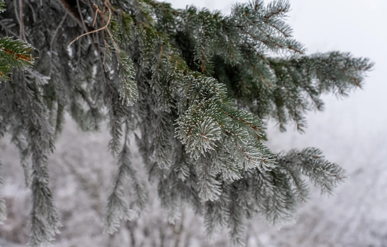 Photo wallpaper winter, frost, snow, spruce