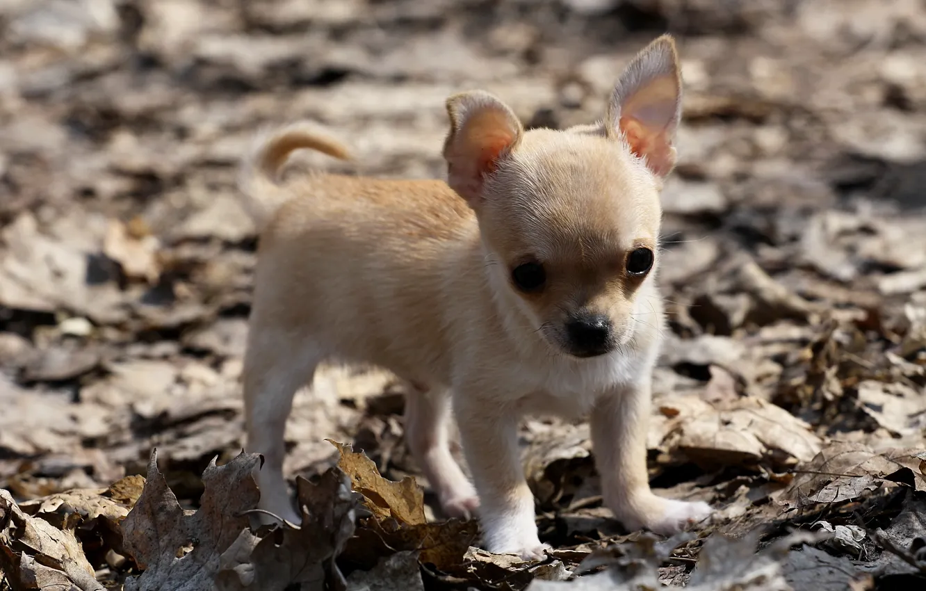 Photo wallpaper leaves, dog, puppy, Chihuahua