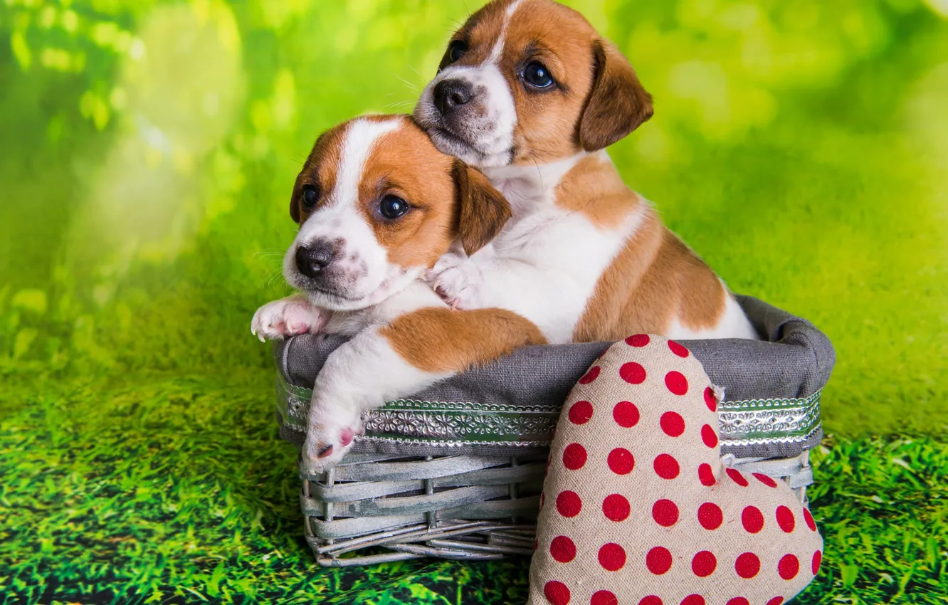 Photo wallpaper look, pose, together, heart, legs, dog, baby, puppy