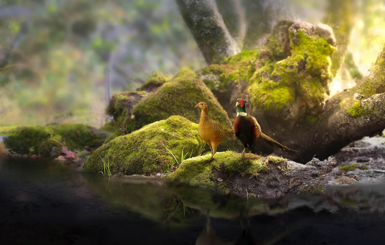 Photo wallpaper trees, nature, stones, bird, moss, a couple, pond, pheasant